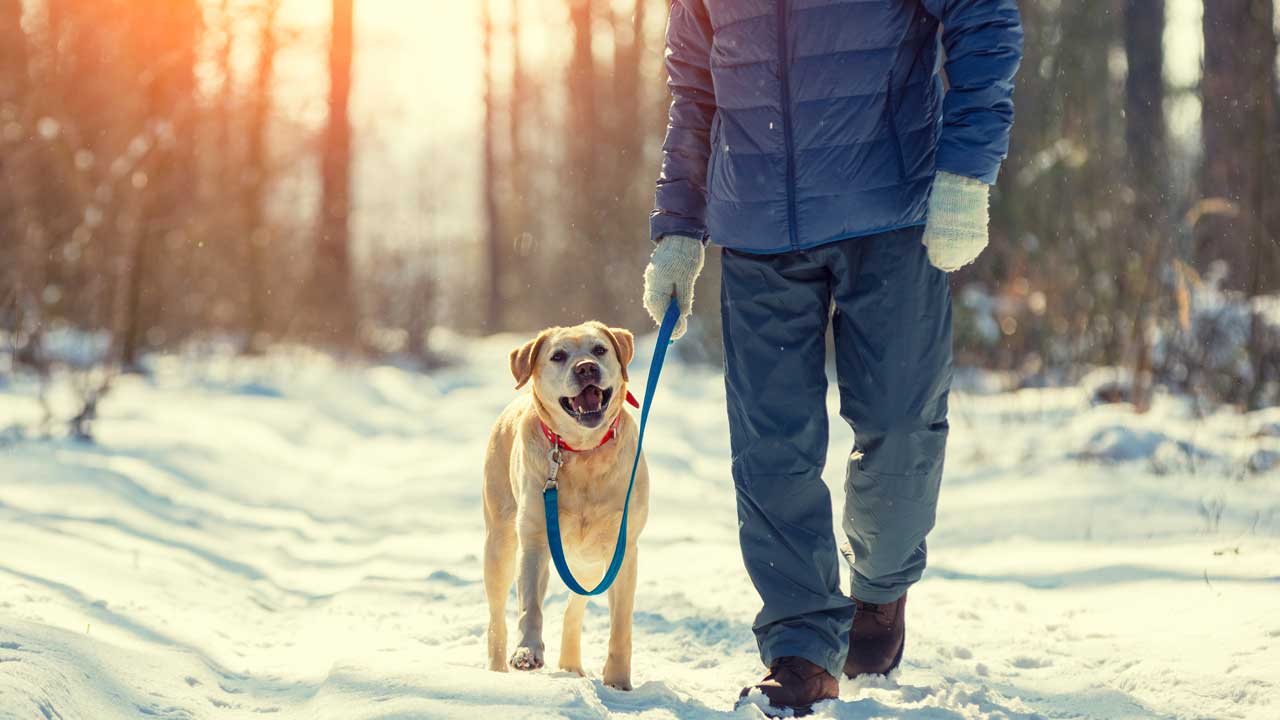 Illustrasjonsbilde av hund i bånd