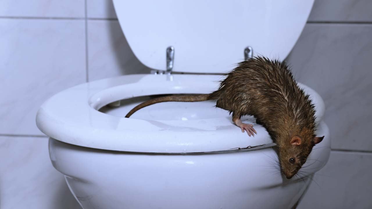 Bilde av rotte i toalett