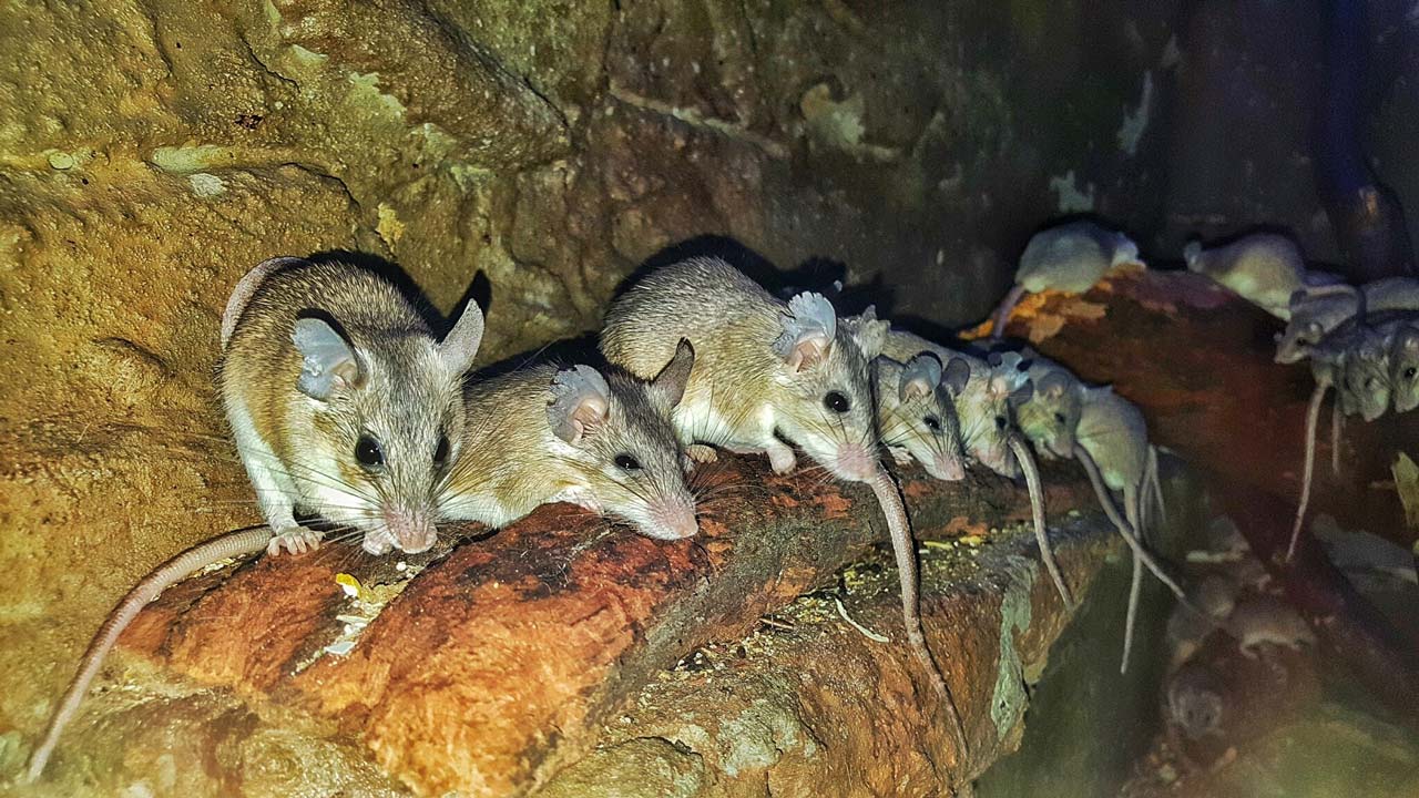 Bilde av rotter